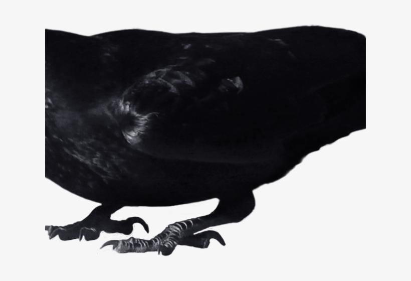 Crow Png Transparent Images - Transparent Crow, transparent png