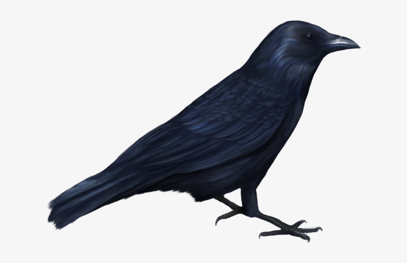 Bird-056 - Bird Halloween Png, transparent png