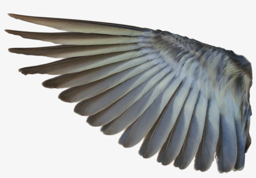 Bird Wings Png - Bird Wing Transparent Background, transparent png