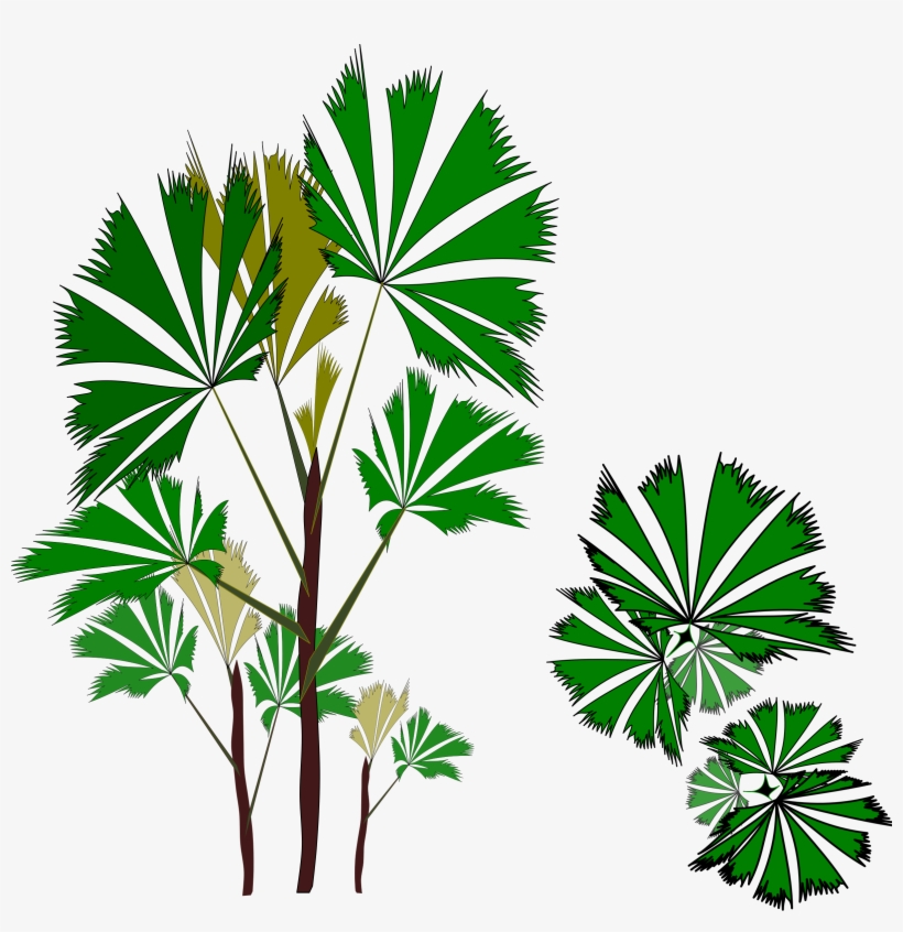 Big Image - Rhapis Excelsa, transparent png