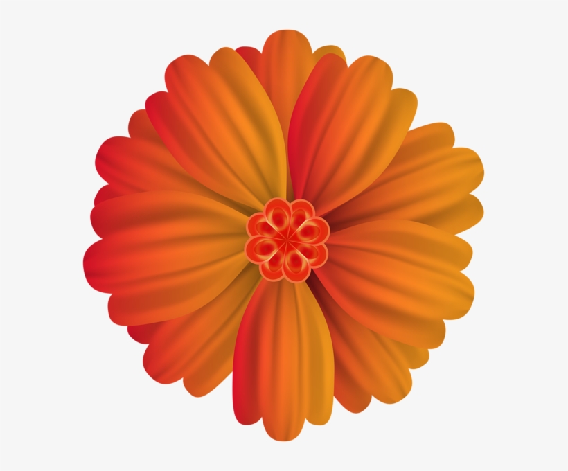 0, - Barberton Daisy, transparent png