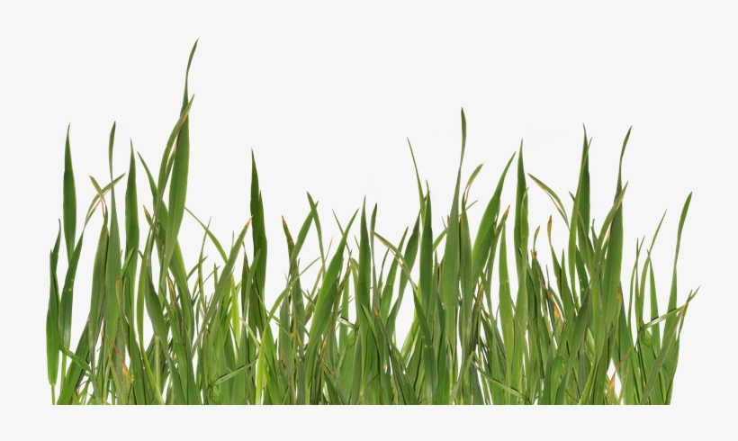 Grass Png, transparent png