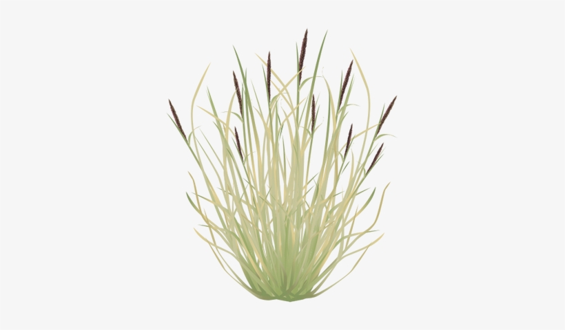 Ian Symbol Pennisetum Cilaire - Sweet Grass, transparent png