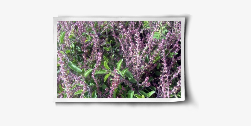 Holy Basil For Stress Reduction & More (with Growing - Holy Basil, transparent png