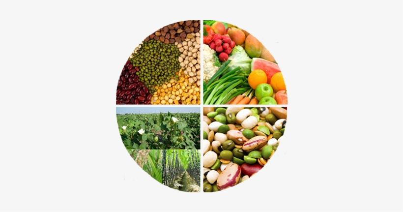 Crops - Textbook Of Field Crops, transparent png