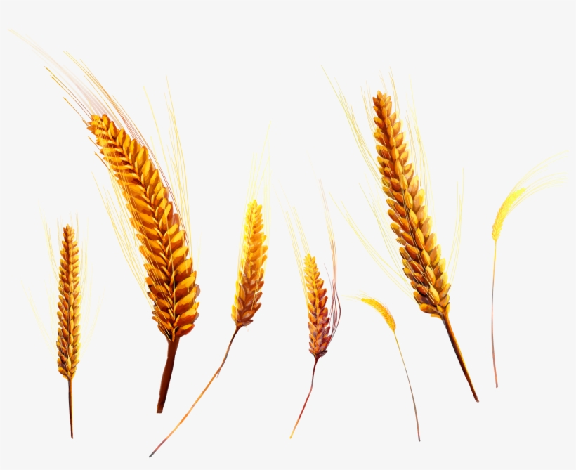 Wheat Png - Iphone 7 Plus Screen Protector [original Color] [full, transparent png