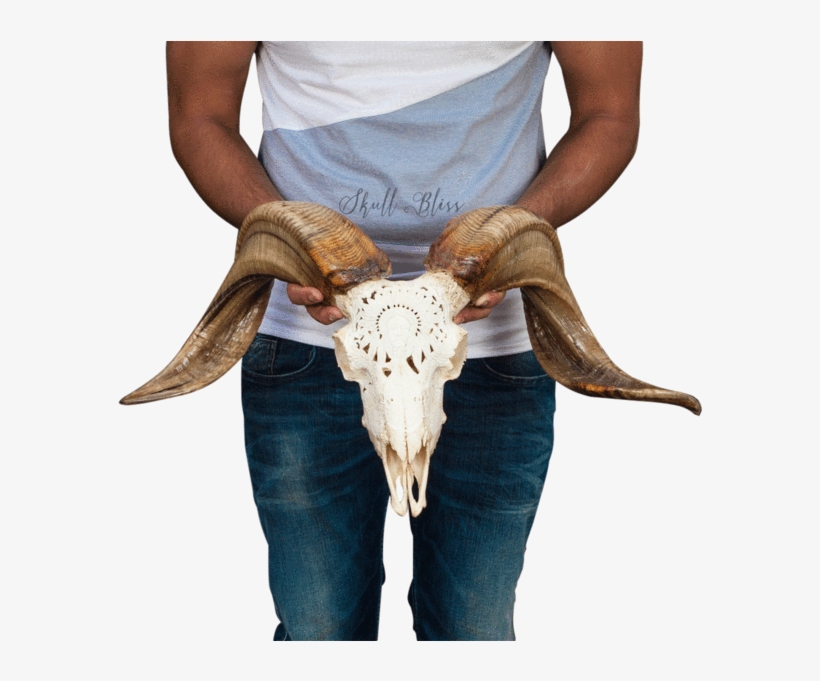 Carved Ram Skull - Skull, transparent png