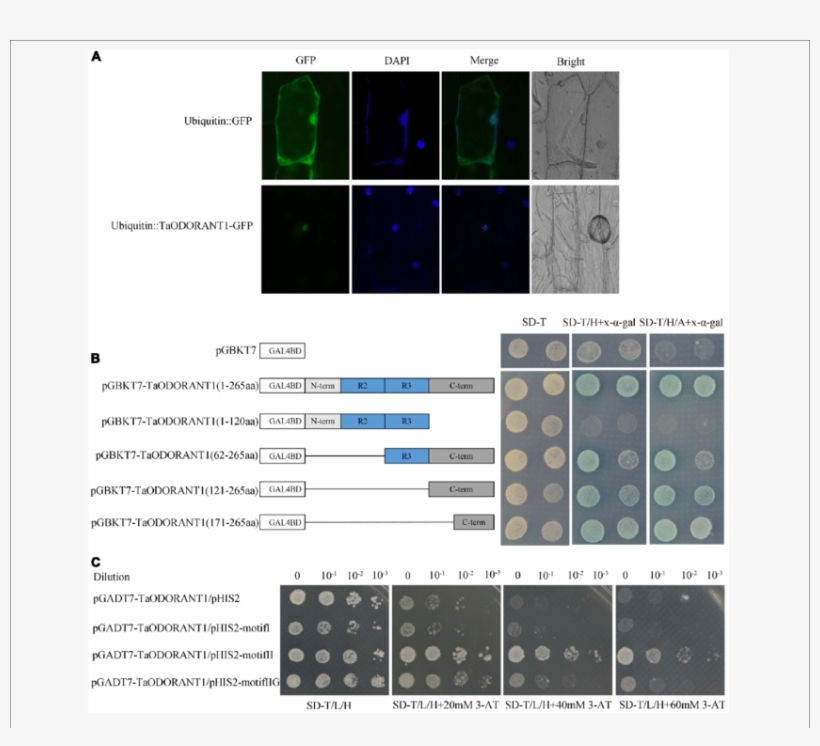 Recombinant Vector Ubiqutin - Subcellular Localization, transparent png