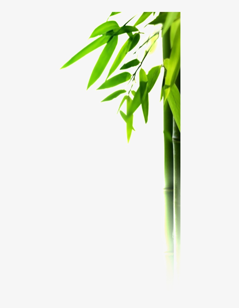 Green Bamboo Bamboo Leaves Beautiful Png - Queen: Bamboo Mattress Topper, transparent png