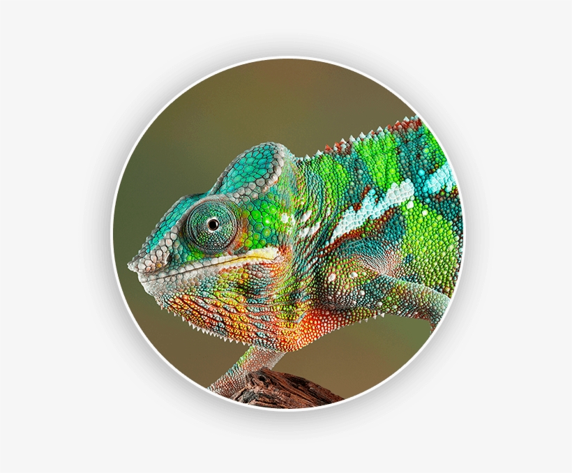 Home Slide3 Zoom - Chameleon In A Tree, transparent png