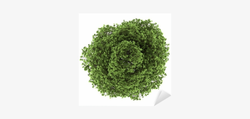 Top View Of Chestnut Tree Isolated On White Background - Top View Tree Free, transparent png