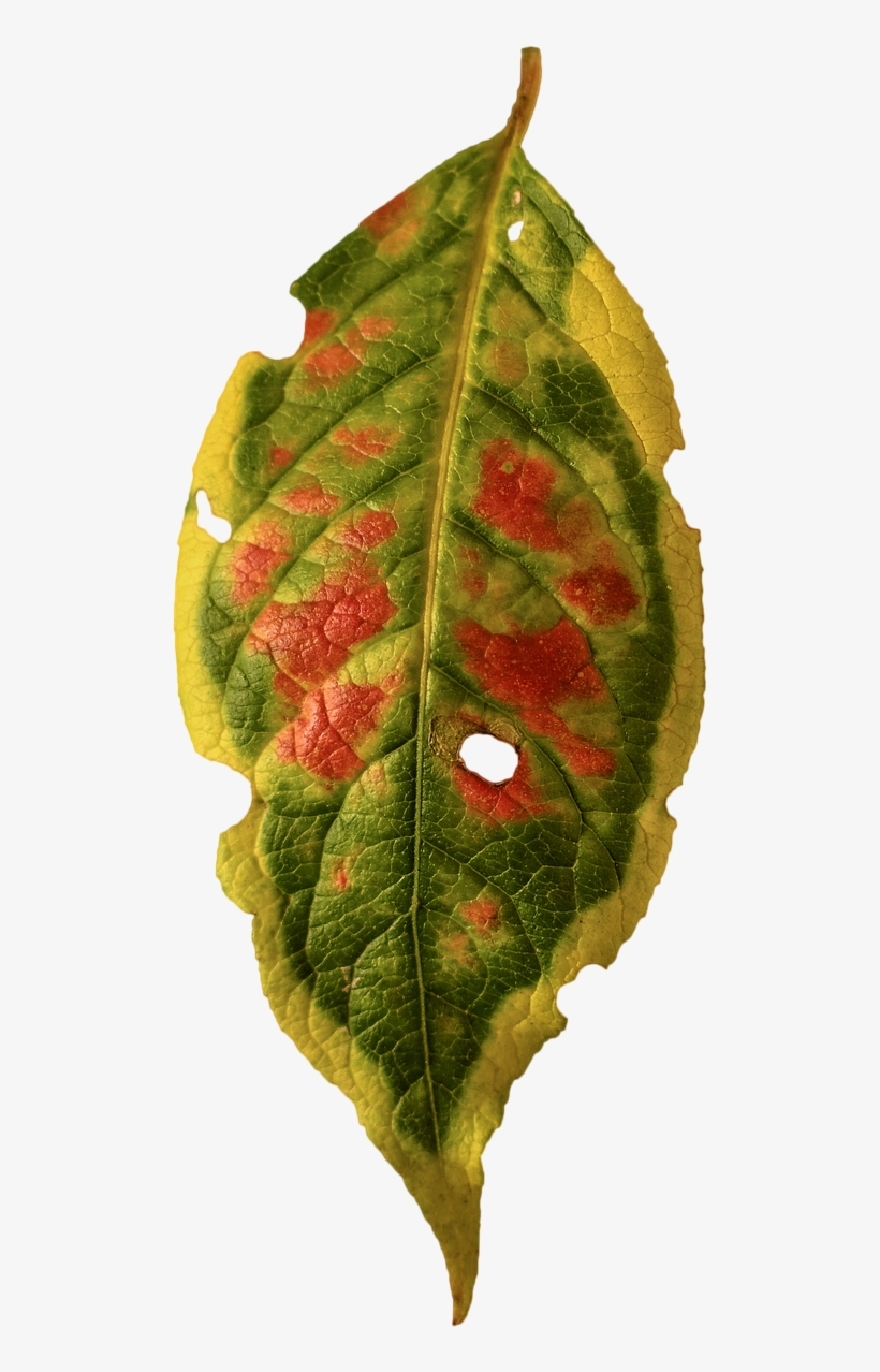 Foliage Leaf,fall Color,isolated - Stock.xchng, transparent png