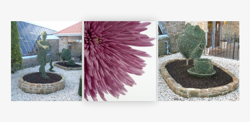 Click This Image To View Our Gallery - Chrysanths, transparent png