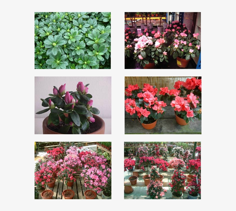 The Buds Are Still Small And Will Only Bloom In About - Desert Rose, transparent png