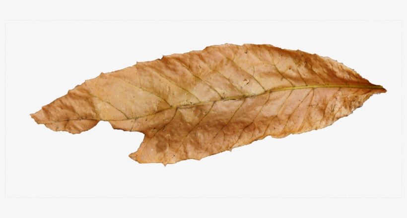 আলোক সরকার ~ বাক্ - Hop Hornbeam, transparent png