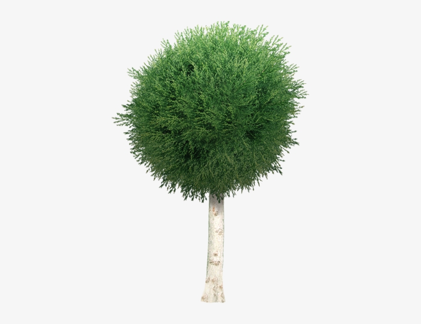 Pin By Niels Weijgers On Graphics - Tree, transparent png