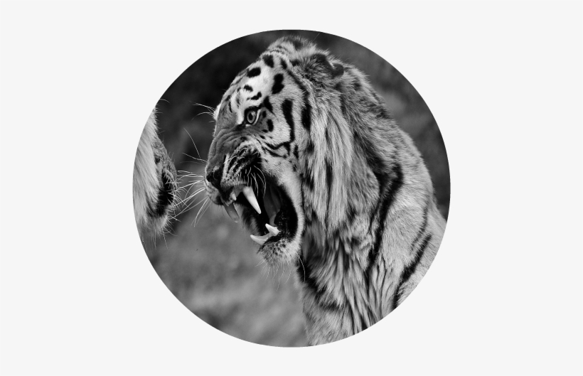 Angry Tigers Images - بين الأسد الأفريقي والنمر الإيطالي [book], transparent png