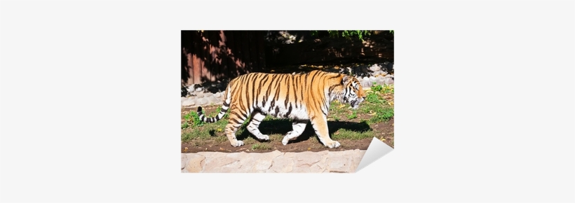 Tiger, transparent png
