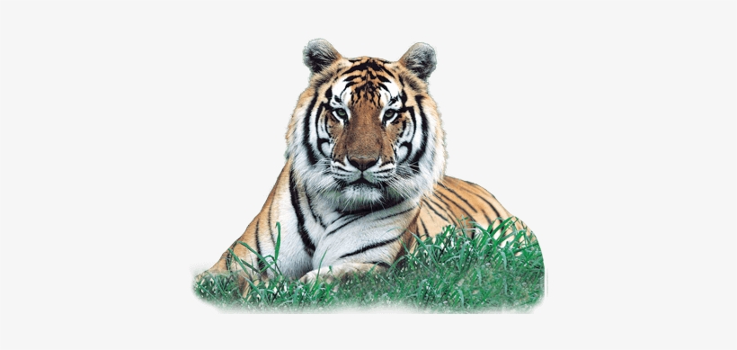 Print The Bengal Tiger Character Card - Little And Large Sticker Activity Book: Animals [book], transparent png