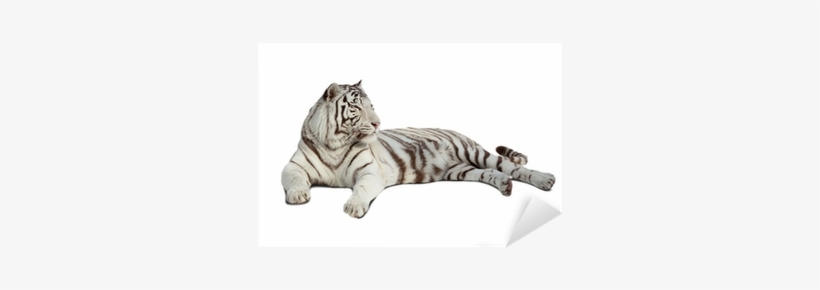 White Tiger Png Lying White Tiger - Tiger, transparent png