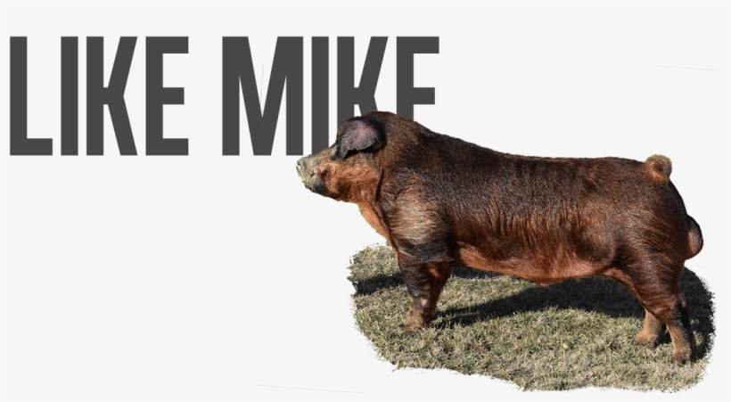 Post Navigation - Livestock, transparent png