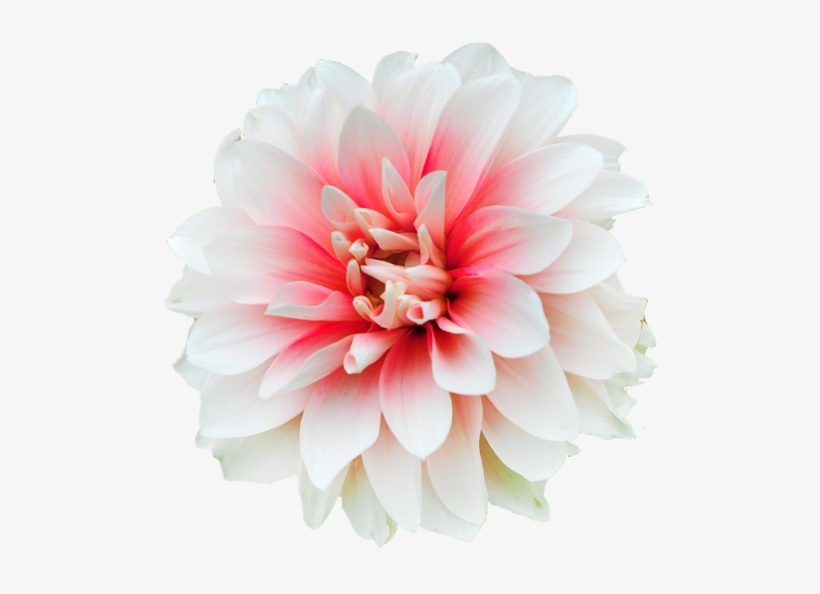 Flower - Flores Stickers, transparent png