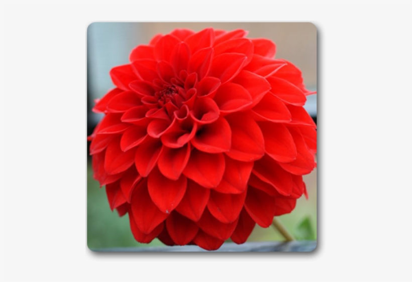 Dahlia, transparent png