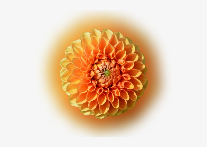 Color Palette Ideas From Flower Orange Dahlia Image - Dahlia, transparent png