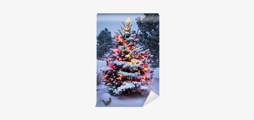 Brightly Lit Snow Covered Christmas Tree Wall Mural - Christmas Trees In The Snow, transparent png