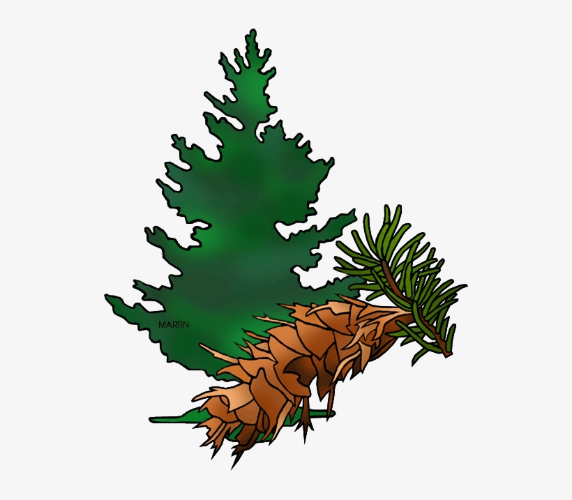 Douglas Fir Cliparts - Clip Art, transparent png