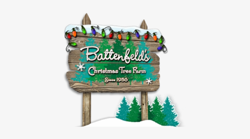 Colorado Spruce, transparent png