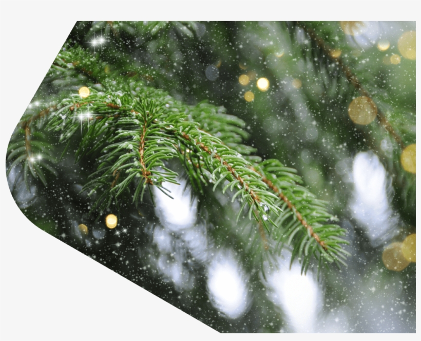 Conoce Más - Tree, transparent png