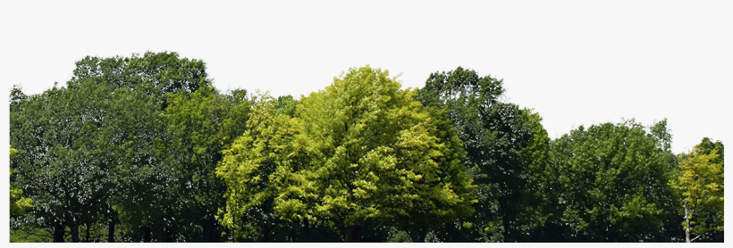 Forest Background Png Download - Bunch Of Trees Png, transparent png
