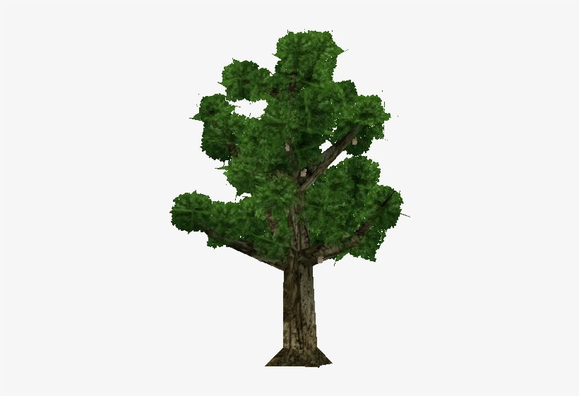 Sapodilla Tree - Oak, transparent png