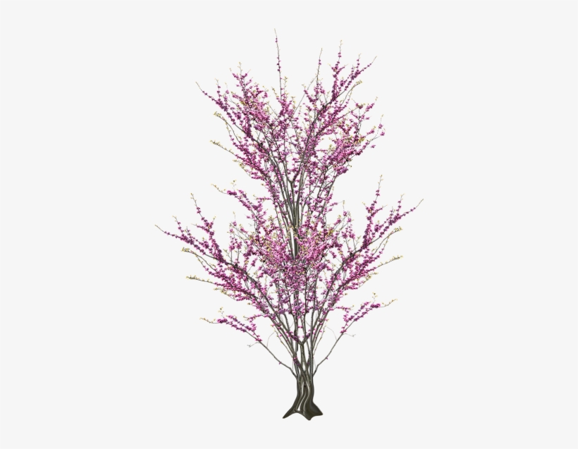 Tp Blossom 02 Tp Blossomdeco 01 Tp Blossomtree - Scrap, transparent png