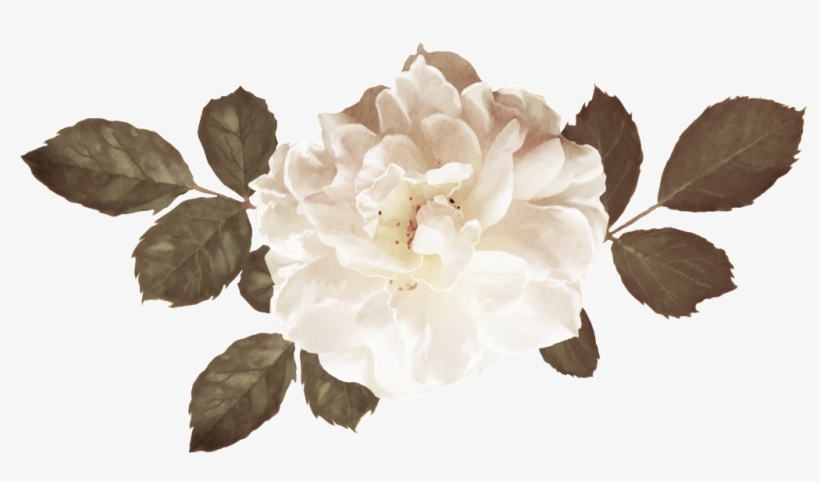 Blooming Rose Flower Bouquet Png - Flower, transparent png