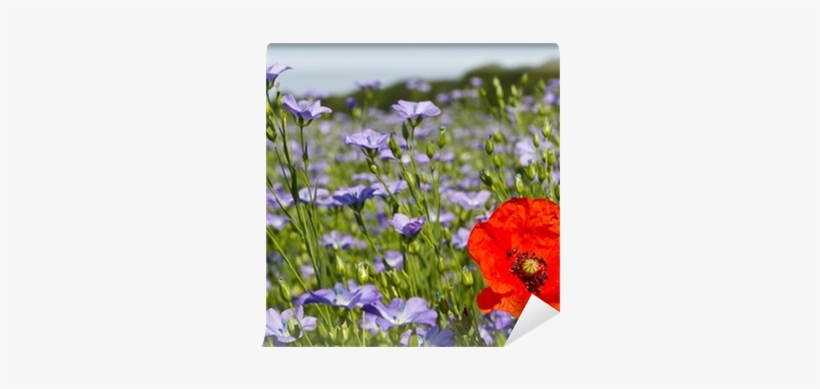 Single Poppy In A Field Of Blue Linseed Flowers Wall - Stock Photography, transparent png