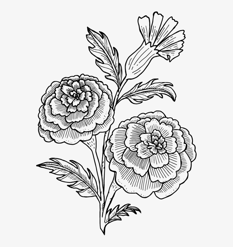 Magnolia Flower Illustration, transparent png