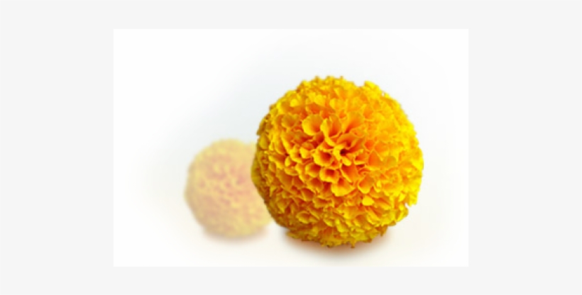 Yellow Marigolds, transparent png