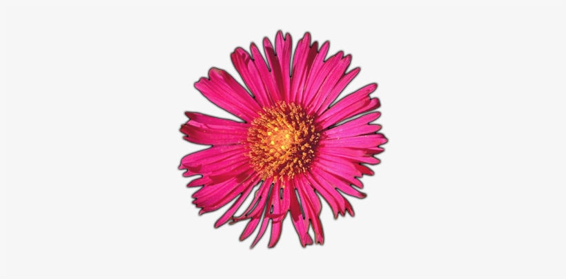 Flowers - Letter, transparent png