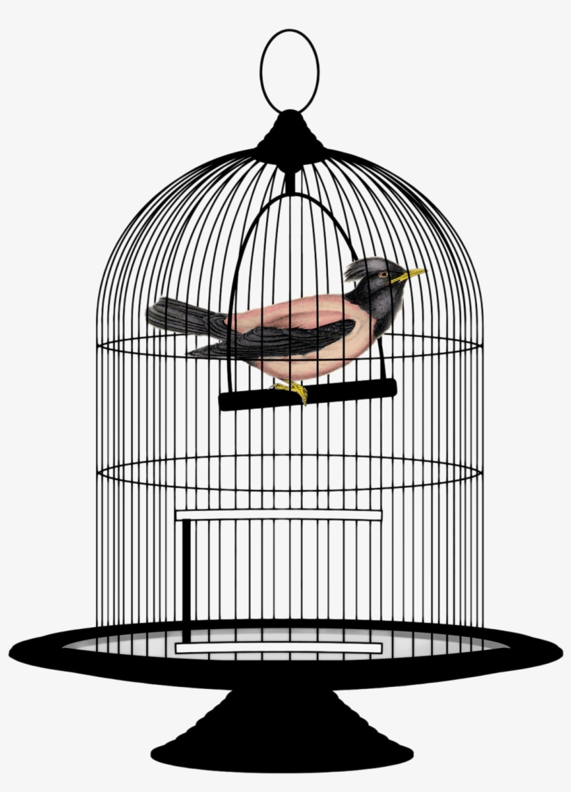 Caged Bird Png Free Download Bird In Cage Png 1537x1662 Png Download Pngkit