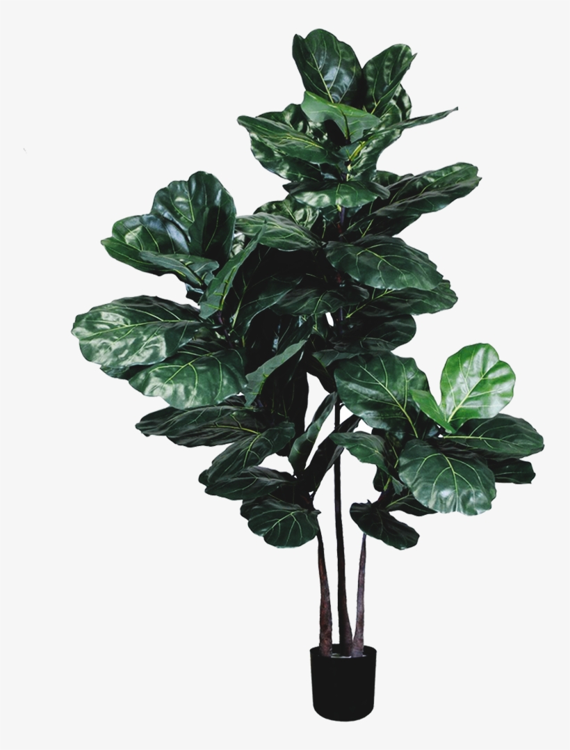 Silk Trees - Houseplant, transparent png