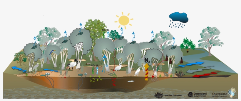 Coastal And Subcoastal Floodplain Tree Swamp Melaleuca - Wetland Habitat, transparent png