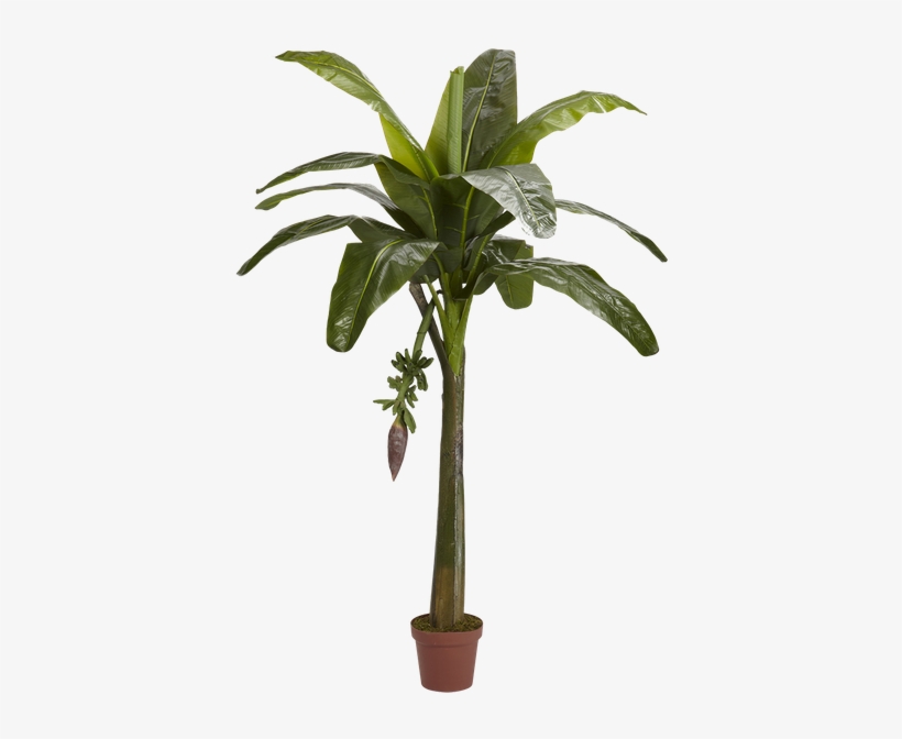 Banana Tree, transparent png