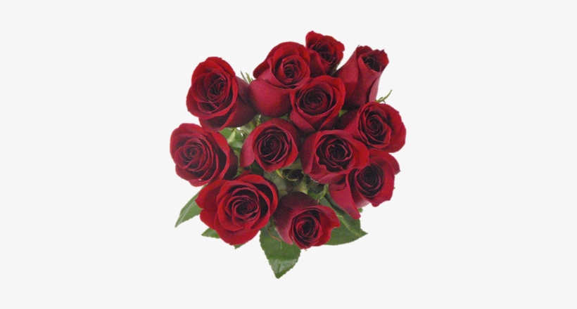 Mejor Rosa Del Mundo, transparent png