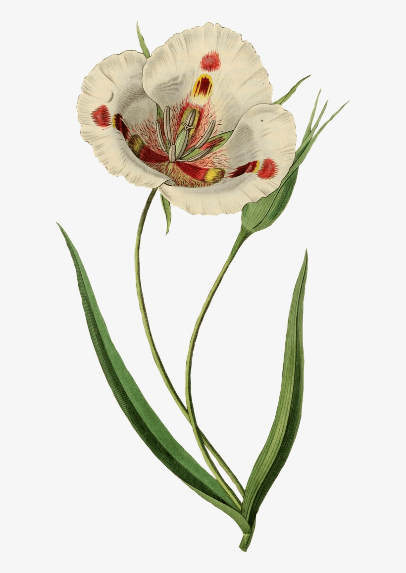 Open White Tulip Drawing - Giclee Painting: Drake's Butterfly Mariposa Lily, Calochortus, transparent png