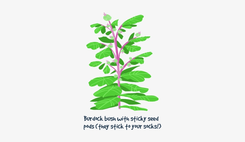 Burdock Bush With Sticky Seed Pods - Seed, transparent png