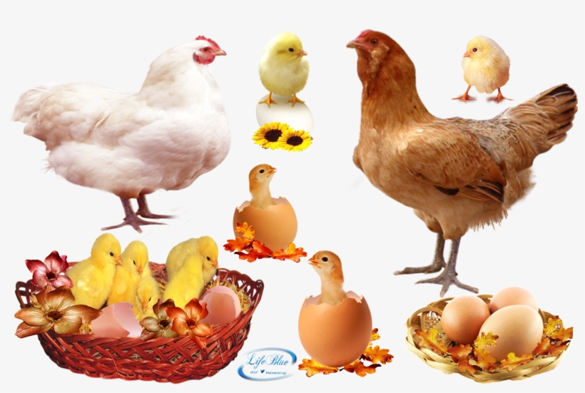Cute Chicks - Png - Food, transparent png