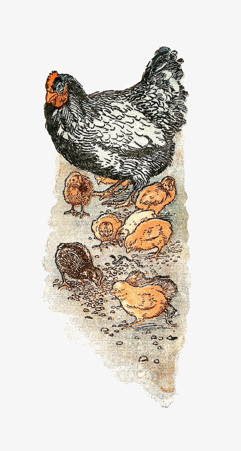 Digital Chicken Downloads - Illustration, transparent png