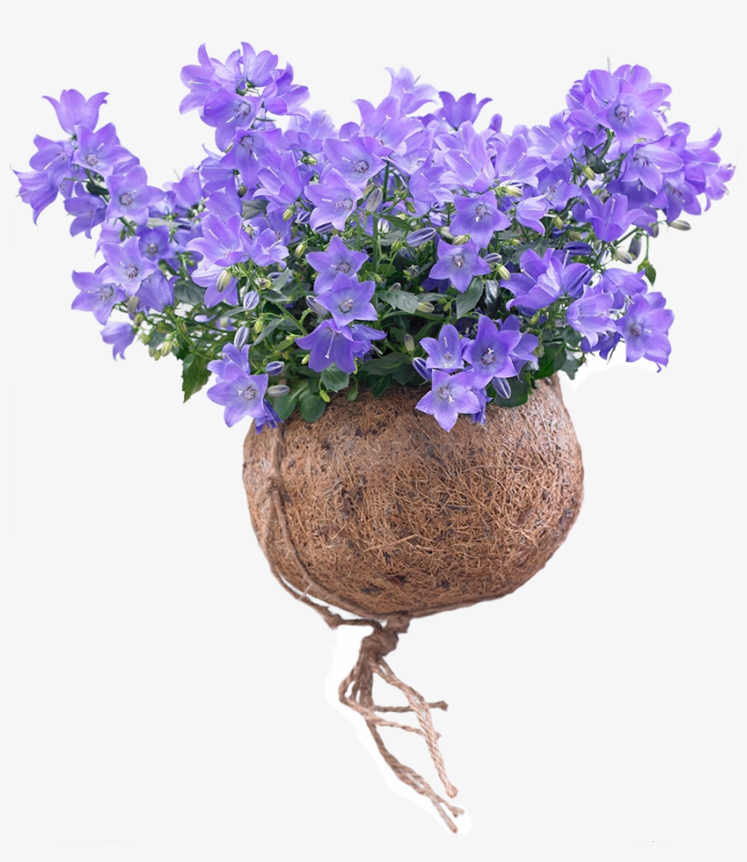 Care Spring Bell® - Campanula Png, transparent png